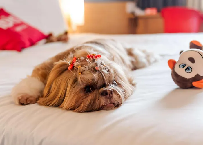 Principais Hotéis no Centro de Joinville